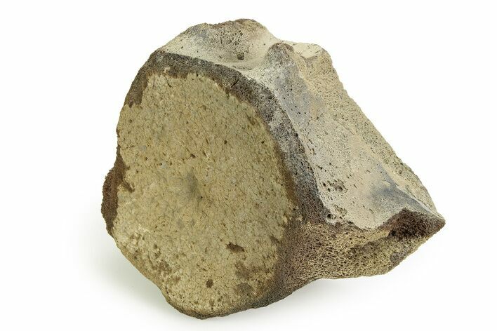 Fossil Whale Lumbar/Caudal Vertebra - Yorktown Formation #351096